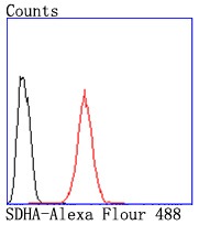 Anti-SDHA Antibody (3R603)