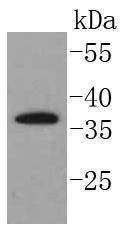 Anti-SCF Antibody (9H58)