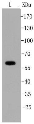 Anti-SHP-1 Antibody (7A74)