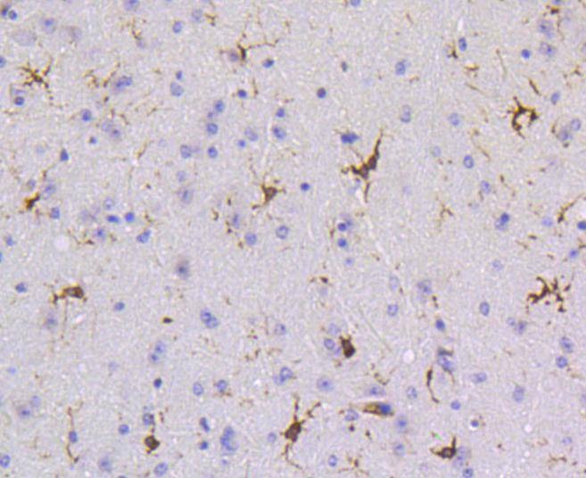 Anti-SHP-1 Antibody (7A74)