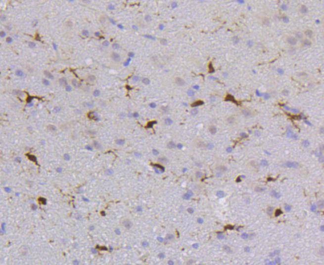 Anti-SHP-1 Antibody (7A74)