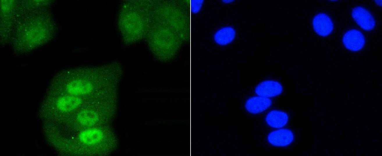 Anti-SHP-1 Antibody (7A74)