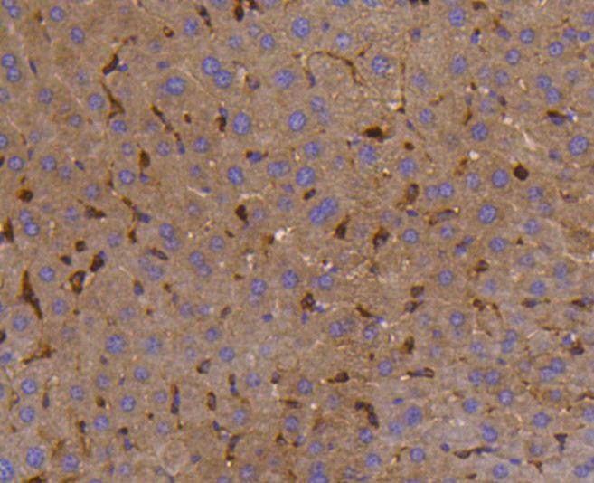 Anti-SHP-1 Antibody (7A74)
