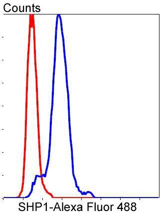 Anti-SHP-1 Antibody (7A74)