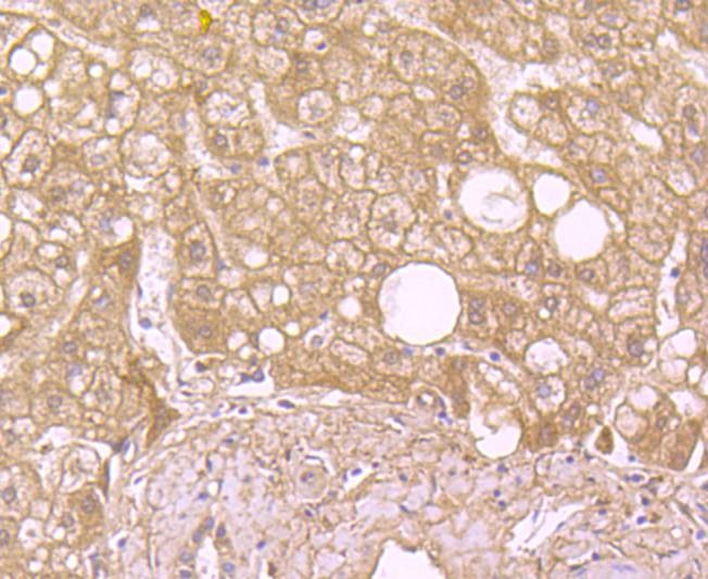 Anti-SOD2 Antibody (1Y900)