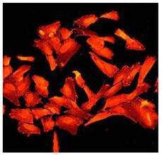 Anti-SNAP-25 Antibody (9N996)