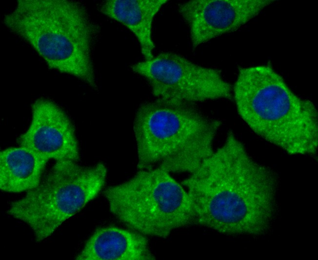 Anti-SNX1 Antibody (7Z490)