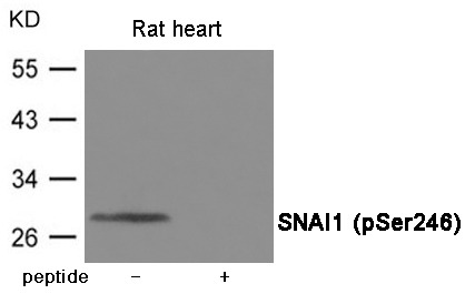 Anti-Phospho-SNAI1 (Ser246) Polyclonal Antibody