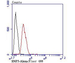Anti-SMARCB1 Antibody (3I885)