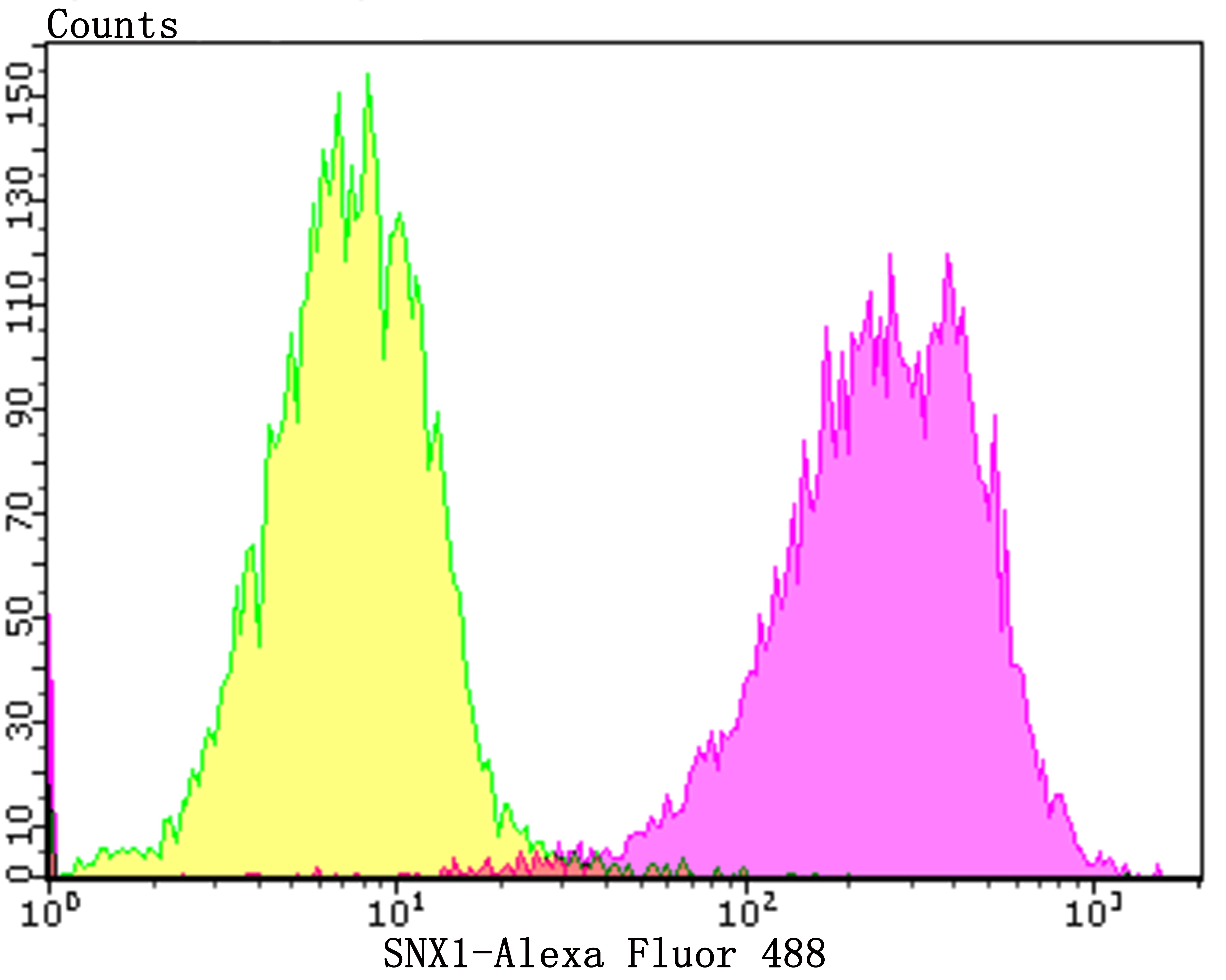 Anti-SNX1 Antibody (7Z490)