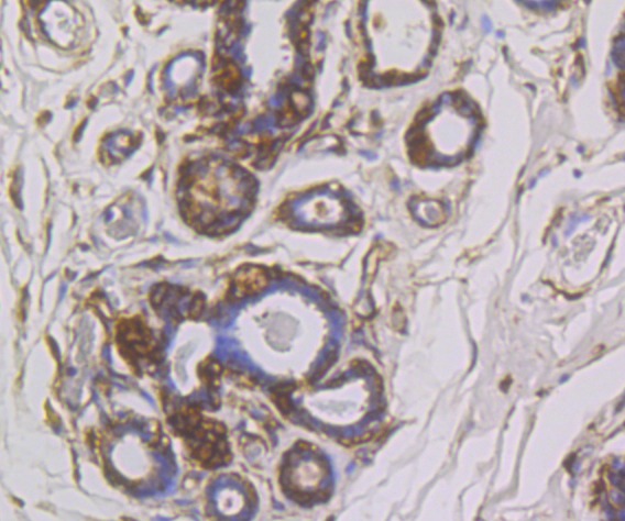 Anti-SNX1 Antibody (7Z490)