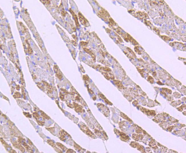 Anti-SOD2 Antibody (1Y900)