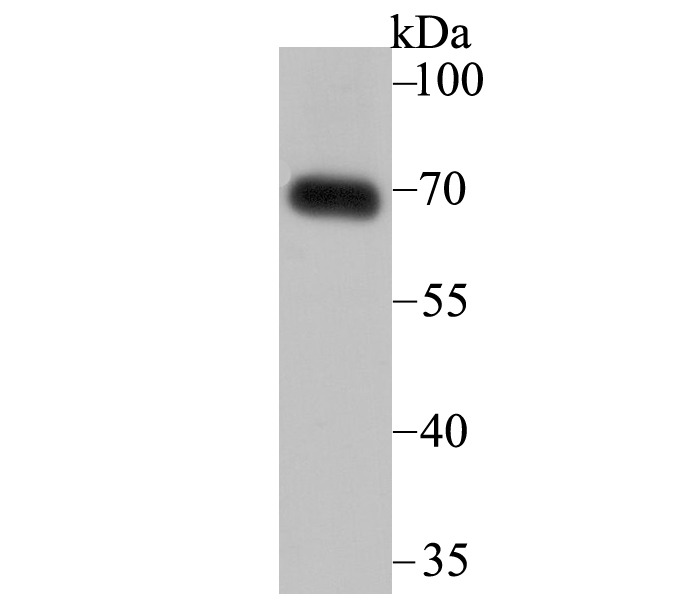 Anti-SNX1 Antibody (7Z490)