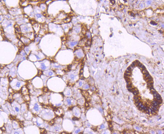 Anti-ATP1A1 Antibody (7L590)