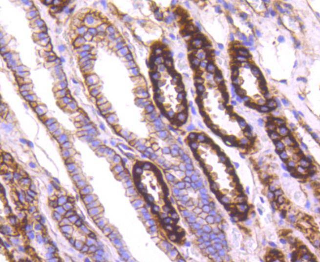 Anti-ATP1A1 Antibody (7L590)