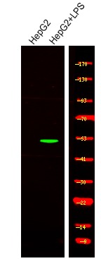 Anti-Phospho-SMAD1/5/9 (Ser463, 465) Polyclonal Antibody
