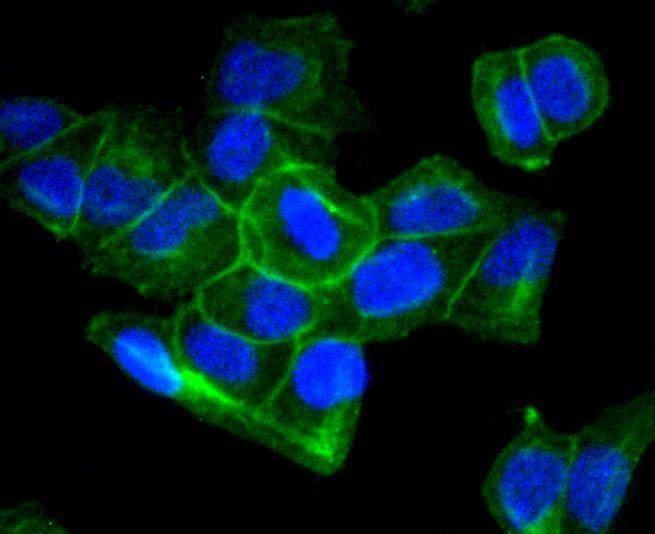 Anti-ATP1A1 Antibody (7L590)