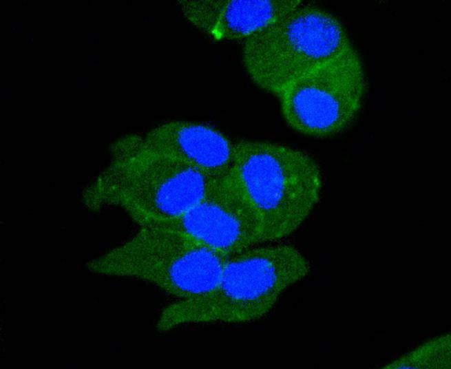 Anti-ATP1A1 Antibody (7L590)