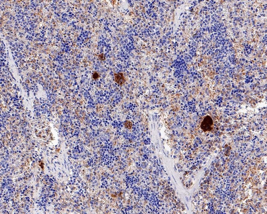 Anti-TGF beta 1 Antibody (3J953)