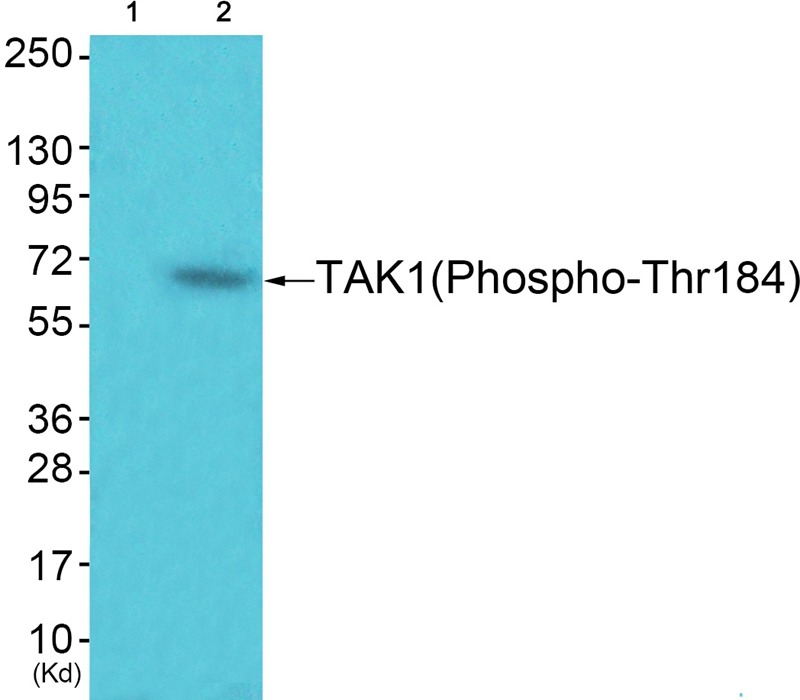 Anti-Phospho-TAK1 (Thr184) Polyclonal Antibody