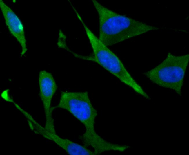 Anti-Staufen Antibody (9G746)