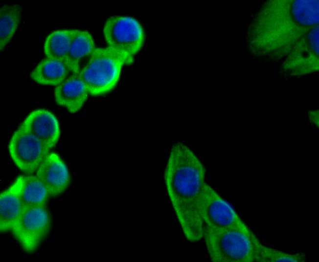 Anti-Staufen Antibody (9G746)