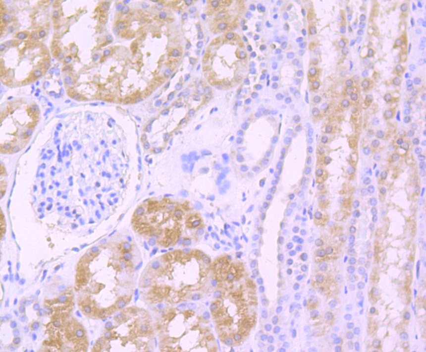 Anti-TGF alpha Antibody (1A764)