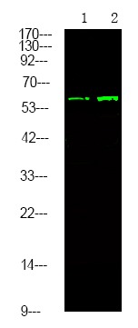 Anti-Phospho-TGFBR2 (Tyr284) Polyclonal Antibody