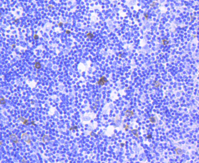 Anti-TACC3 Antibody (7N742)
