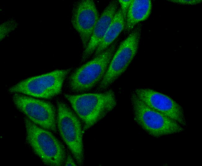 Anti-Syntrophin alpha 1 Antibody (6T145)