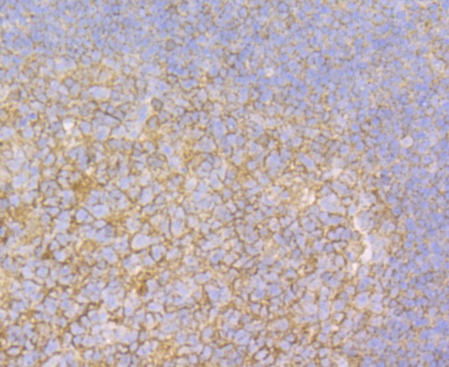 Anti-SDCBP Antibody (1Q650)