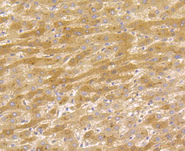 Anti-CLEC3B Antibody (6K126)