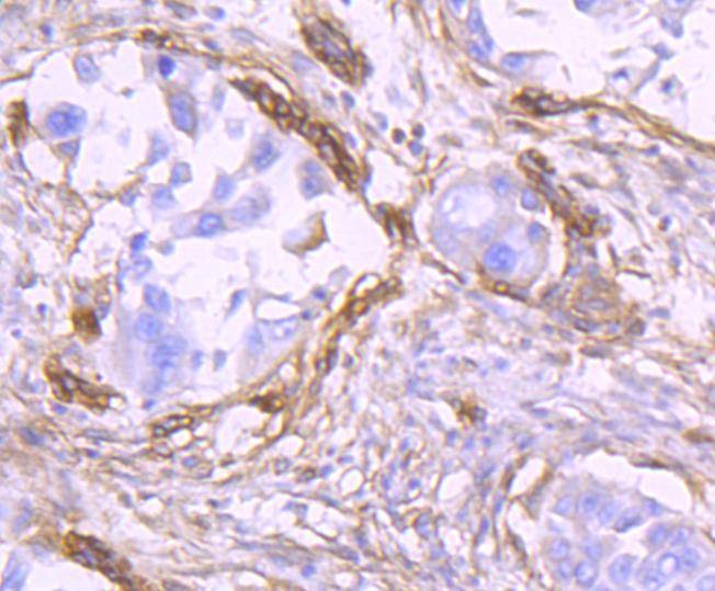 Anti-Thy1/CD90 Antibody (8R30)