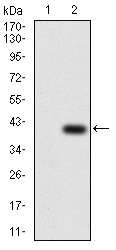 Anti-TFAP2A Antibody (2N525)