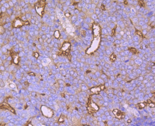 Anti-Syntaxin 3 Antibody (9E78)