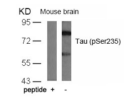 Anti-Phospho-MAPT (Ser235) Polyclonal Antibody