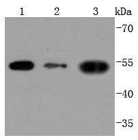 Anti-Thy1/CD90 Antibody (8R30)