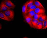 Anti-Thy1/CD90 Antibody (8R30)