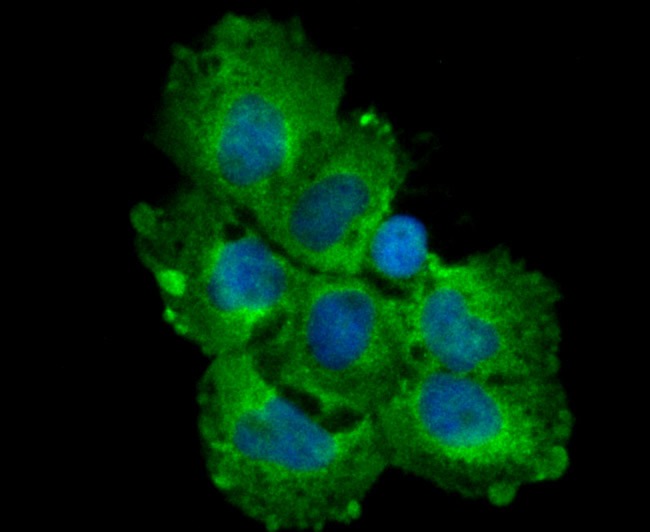 Anti-TGF alpha Antibody (1A764)
