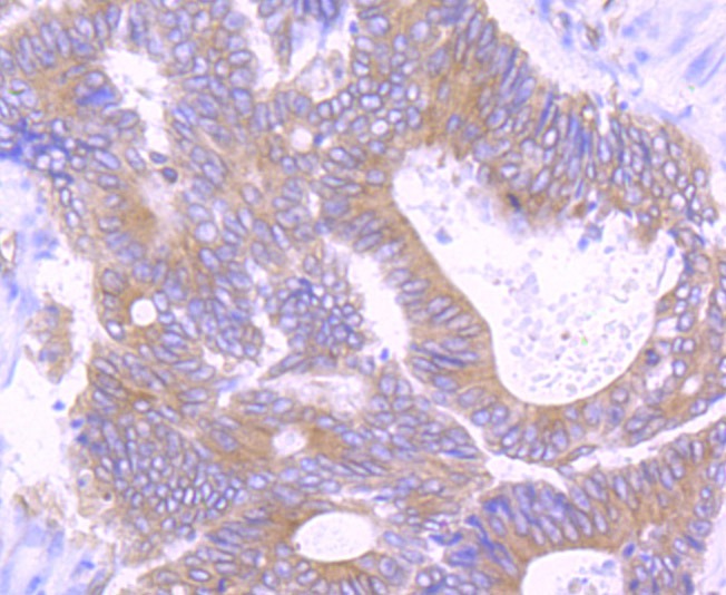 Anti-TGF alpha Antibody (1A764)