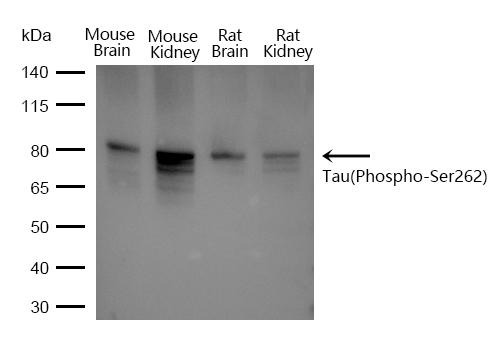 Anti-Phospho-MAPT (Ser262) Polyclonal Antibody