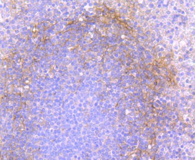 Anti-Thy1/CD90 Antibody (8R30)