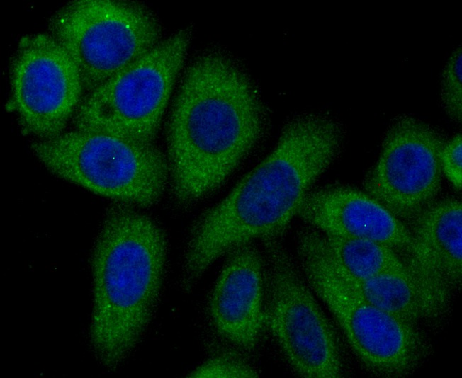 Anti-Syntrophin alpha 1 Antibody (6T145)