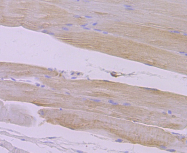 Anti-Syntrophin alpha 1 Antibody (6T145)
