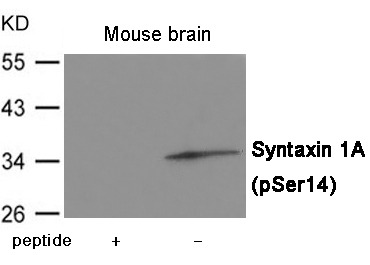 Anti-Phospho-Syntaxin 1A (Ser14) Polyclonal Antibody