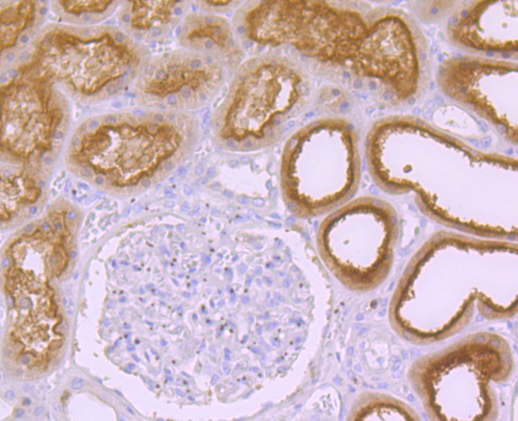 Anti-Syntaxin 3 Antibody (9E78)