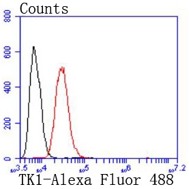 Anti-TK1 Antibody (6W861)