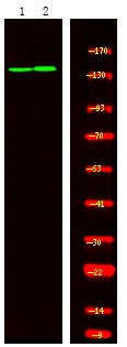 Anti-Phospho-TIE1 (Tyr1117) Polyclonal Antibody