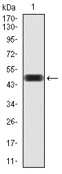 Anti-THAP1 Antibody (8N883)