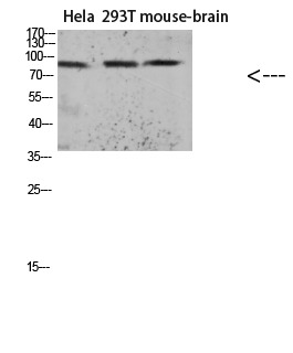 Anti-Acetyl-Tau (Lys174) Polyclonal Antibody